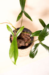 Philodendron 69686